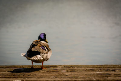 Mallard duck by lake on jetty