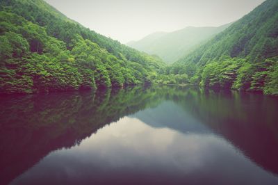 Reflection of trees in lake