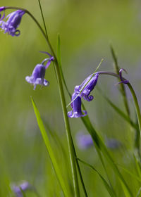 Close-up of purple flowers