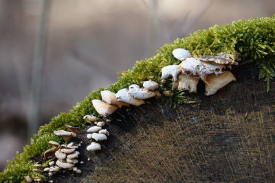 Close-up of mushrooms growing on wood