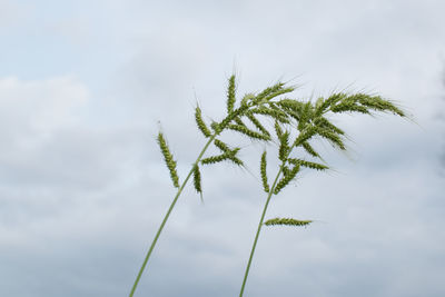 Low angle view of plant against sky