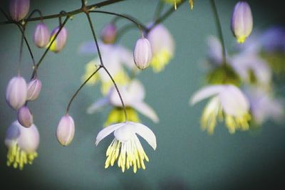 Close-up of flowers