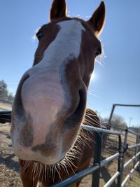 Close-up of horse in ranch against sky