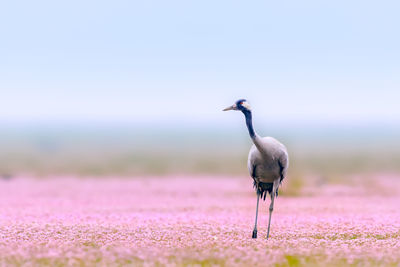 Bird perching on a land