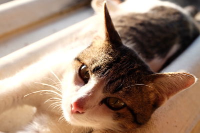 Close-up portrait of cat lying down