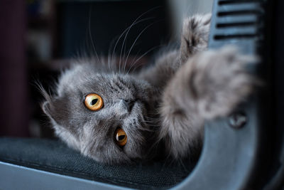 Close-up portrait of a cat