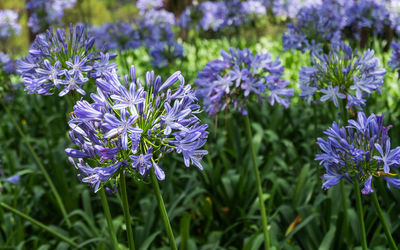 Close-up of purple crocus flowers