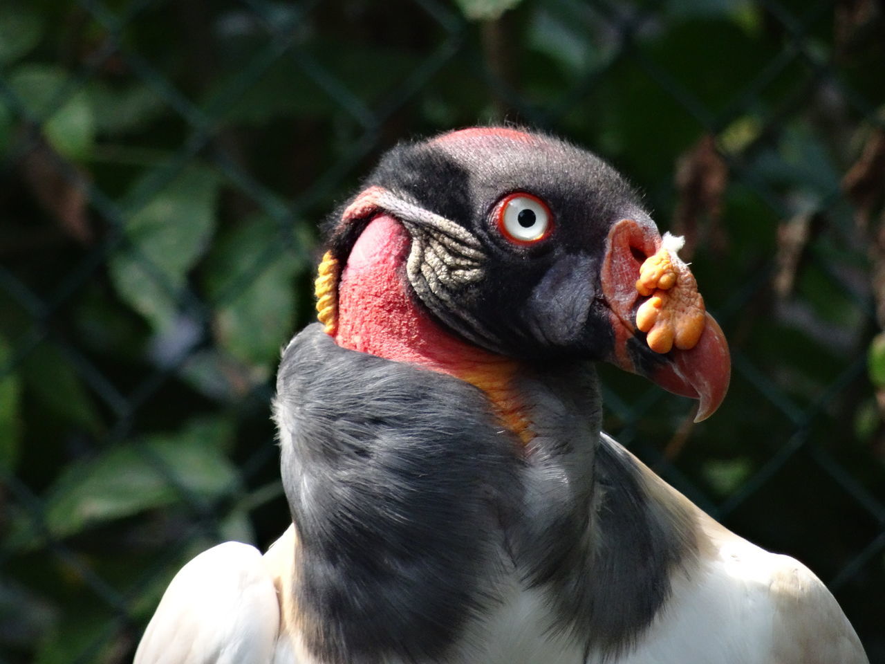 CLOSE-UP OF A PARROT