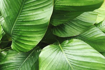 Full frame shot of fresh green leaves