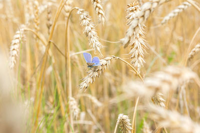 Close-up of wheat growing on field