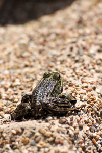 Close-up of lizard on rock