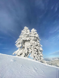 Snow covered tree against blue sky