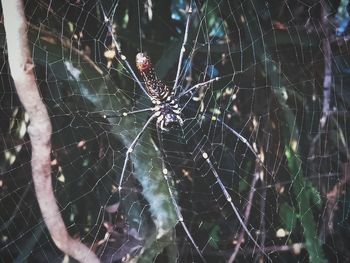 Close-up of spider on web