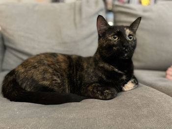 Portrait of cat sitting on sofa