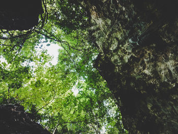 Low angle view of trees in forest