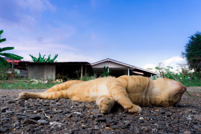 Cat lying in a house