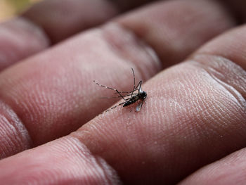 Close-up of insect on hand