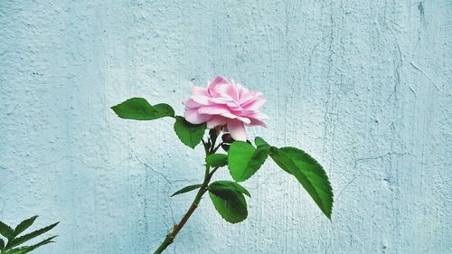 Close-up of pink flower