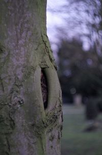 Close-up of tree trunk against sky