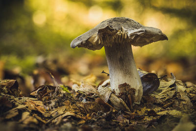 Close-up of mushroom growing outdoors