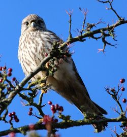 Low angle view of a kestrel perching on tree