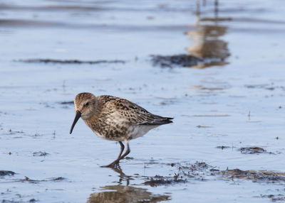 Bird perching on a beach