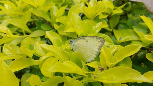 Close-up of butterfly perching on plant