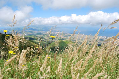 Scenic view of field against cloudy sky