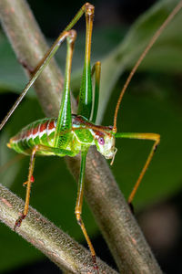 Close-up of insect on leaf