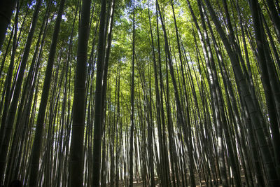 Low angle view of bamboo trees in forest