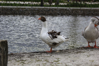 Duck / cute duck /floating duck