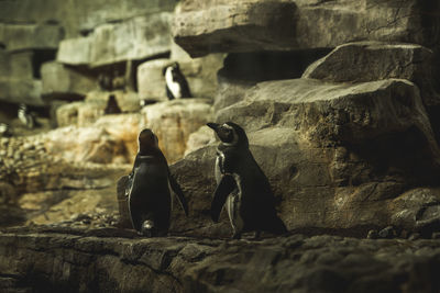 Penguins on rock