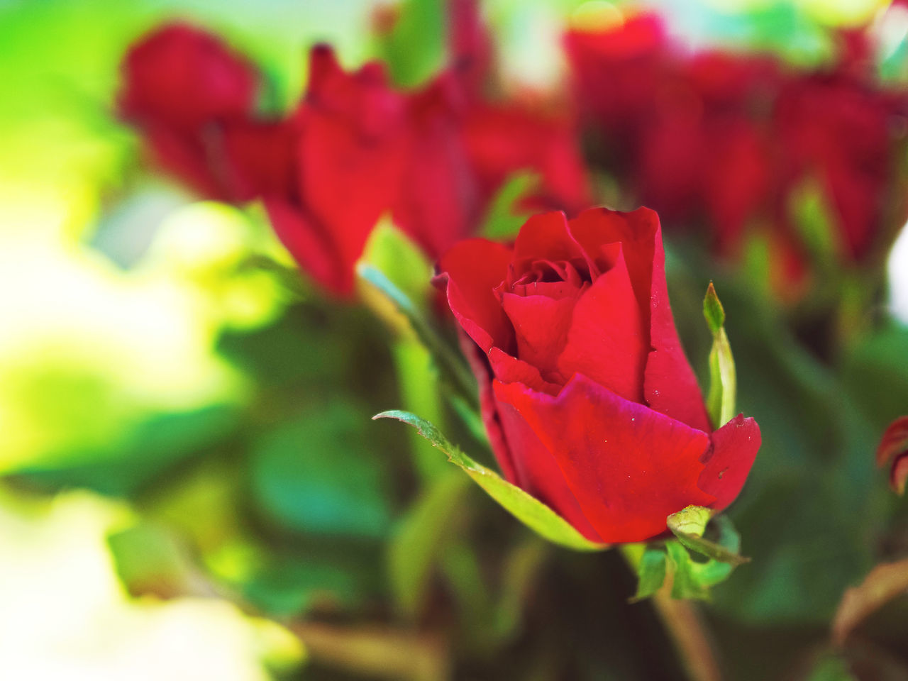 CLOSE-UP OF RED ROSE PLANT