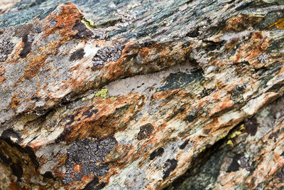 Full frame shot of rock on tree trunk