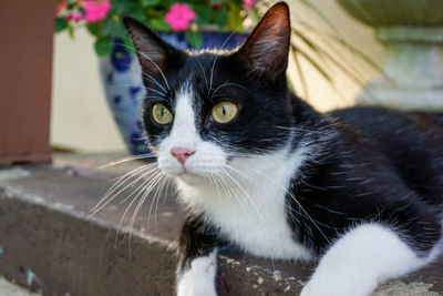 Close-up portrait of a cat