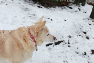 White dog navigating through snowy ground