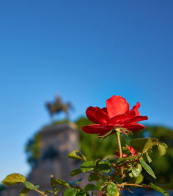 Close-up of red flowering plant against clear blue sky