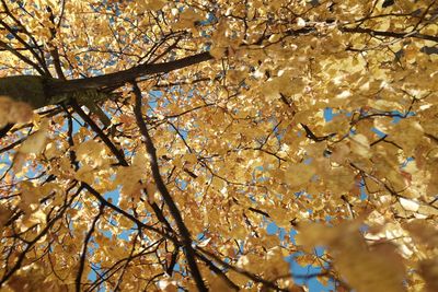 Low angle view of tree against sky