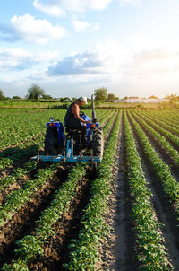 A farmer on a tractor works in the field. a farm worker tills the soil on a plantation. 