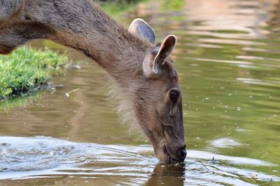 Deer drinking water at riverbank