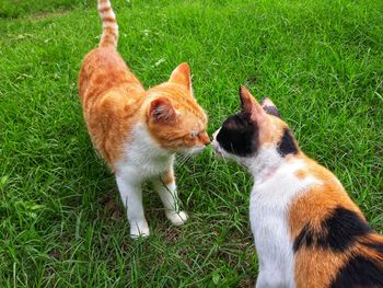 Close-up of cat sitting on grassy field