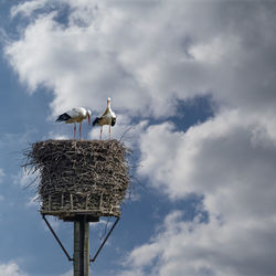 A pair of white storks, scientific name ciconia ciconia, at lofty altitude in the stork's nest