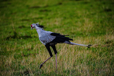 Bird on grassy field