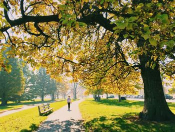 Treelined path in park