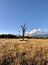 Bare tree on field against sky