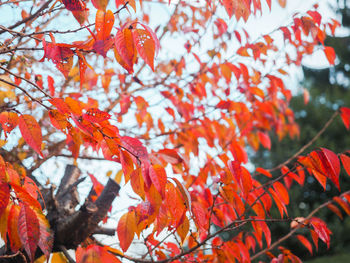 Close-up of autumnal leaves on tree