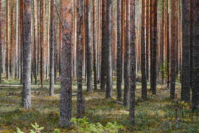 Pine trees in forest