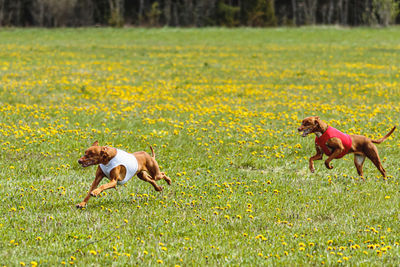 Pharaoh hound dogs in red and white shirts running and chasing lure in the field