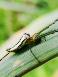 Close-up of insect on leaf