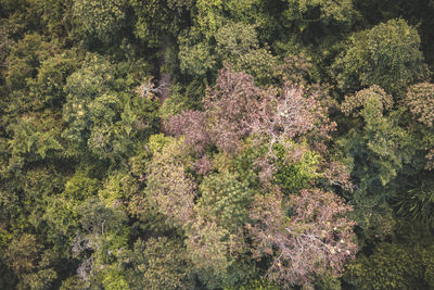 High angle view of trees in forest